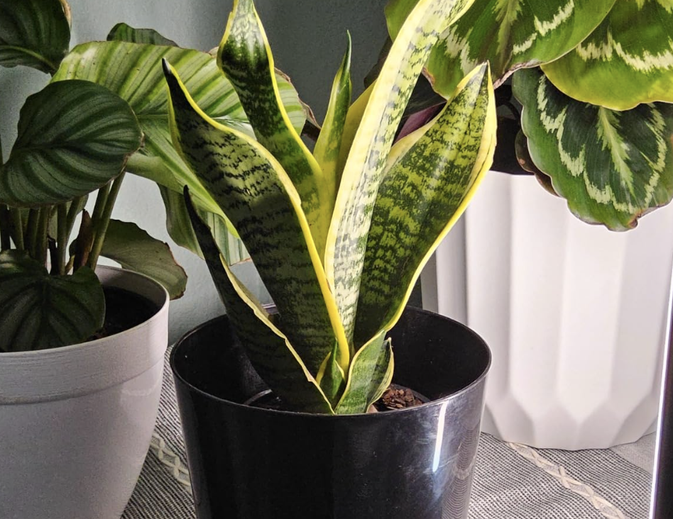 Snake plant, best indoor house plants